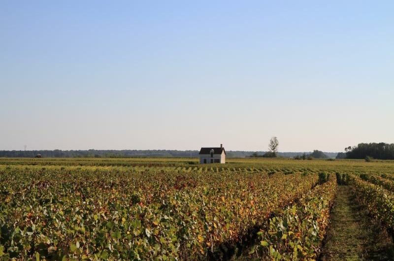 Vignobles Jourdain