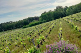 Domaine LACOUR Pascal
