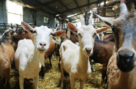 Ferme de Mosnay