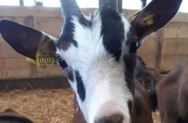 Ferme pédagogique et découverte : La Ferme d'Ozance
