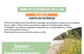 Sortie nature : plantes urbaines
