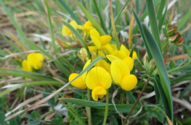 Mon Herbier Châtillonnais : Palluau-sur-Indre, la flore des rives de l’Indre	