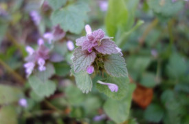 Mon Herbier Châtillonnais : Arpheuilles, flore des chemins de campagne