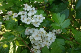 Mon Herbier Châtillonnais : Saint-Cyran-du-Jambot, la flore des talus, des haies et des bois