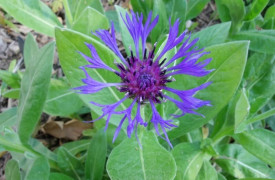 Mon Herbier Châtillonnais : Châtillon-sur-Indre, flore du jardin public