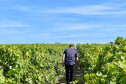 Vignes Domaine des Eclats