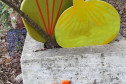  Facebook Faune, flore e Utopies