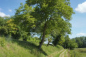  CCEV