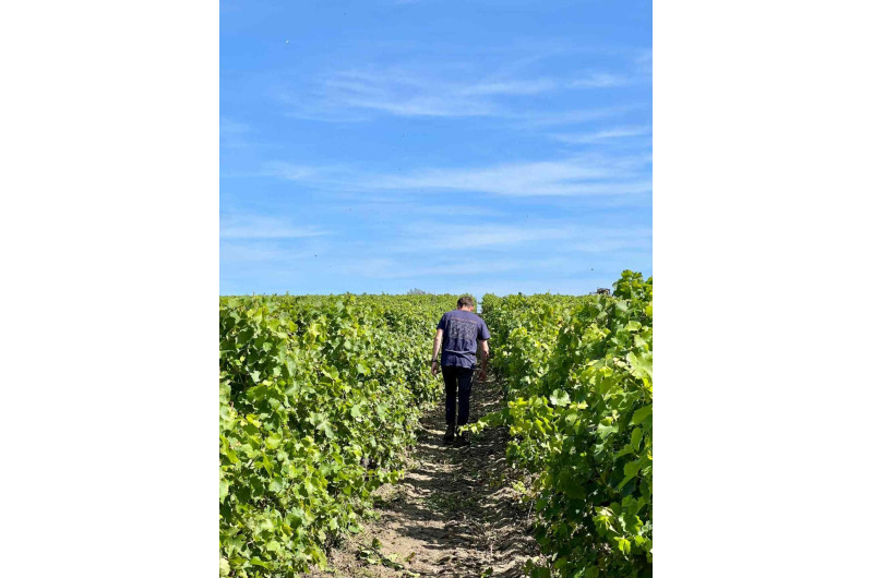 Vignes Domaine des Eclats