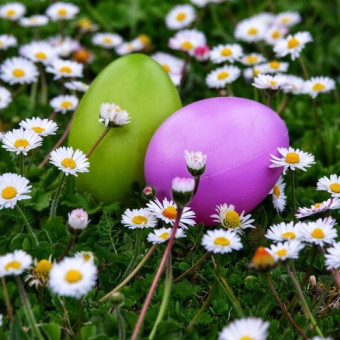 Chasse aux œufs de Pâques au Domaine de Poulaines ! 

Rendez-vous le dimanche 5 avril pour une journée pleine de magie et de gourmandises ! Petits et grands sont invités à partir à la recherche des œufs cachés dans un cadre exceptionnel 

Venez parta