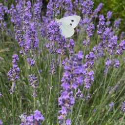 Le mois de septembre dévoile toute la douceur de notre destination… 

Entre les derniers champs de lavande en fleurs et le ballet délicat des papillons, la nature offre un spectacle apaisant et lumineux. Une invitation à ralentir, respirer et profite