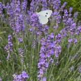 Le mois de septembre dévoile toute la douceur de notre destination… 

Entre les derniers champs de lavande en fleurs et le ballet délicat des papillons, la nature offre un spectacle apaisant et lumineux. Une invitation à ralentir, respirer et profite
