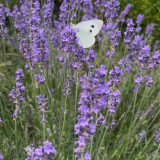 Le mois de septembre dévoile toute la douceur de notre destination...
Entre les derniers champs de lavande en fleurs et le ballet délicat des papillons, la nature offre un spectacle apaisant et lumineux. Une invitation à ralentir, respirer et profite