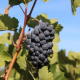 C’est la saison de la Bernache
!
Ce délicieux breuvage, issu du jus de raisin en cours de fermentation, annonce l’arrivée de l’automne dans nos caves et nos marchés.
Sa particularité ? Elle n’existe que quelques semaines par an, juste le temps de la 