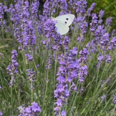 Le mois de septembre dévoile toute la douceur de notre destination...
Entre les derniers champs de lavande en fleurs et le ballet délicat des papillons, la nature offre un spectacle apaisant et lumineux. Une invitation à ralentir, respirer et profite
